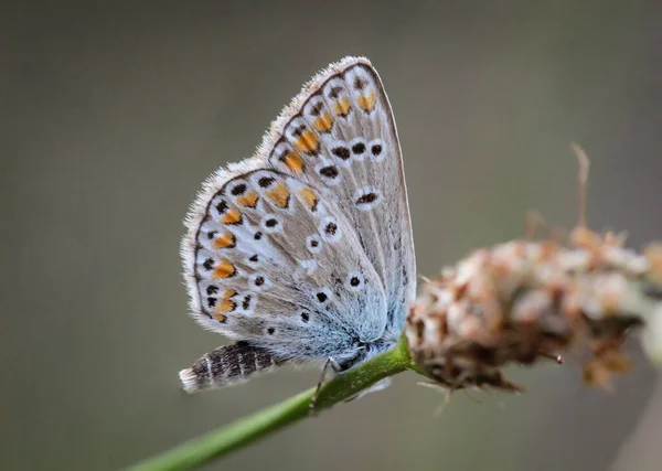 Trevo Ganso Azul Plebejus Discute Sobre Uma Folha Erva Ele — Fotografia de Stock