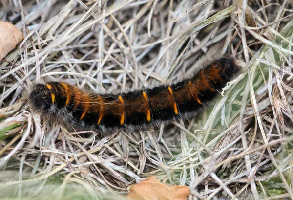 Housenka Larva Ostružinové Můry Macrothylacia Rubi Motýl Rodiny Slepic — Stock fotografie