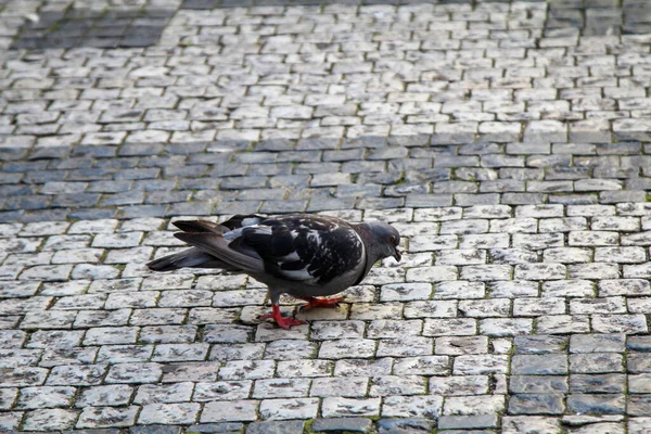 Portrait Pigeon Columbidae You Can Find Pigeons All World — Stock Photo, Image