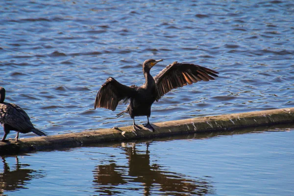 Ein Kormoran Positioniert Sich Auf Einem Fluss — Stockfoto