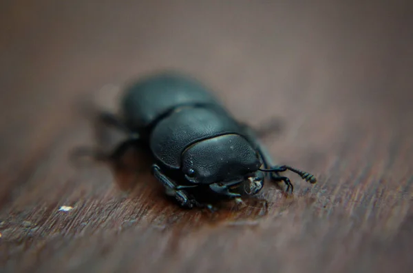 カブトムシ 昆虫のクローズアップ — ストック写真