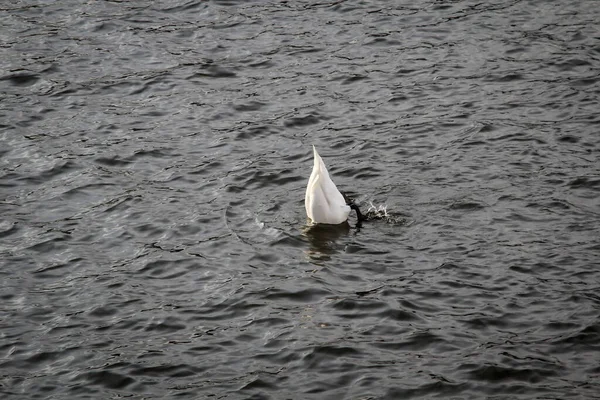 Ein Schwan Taucht Seinen Kopf Unter Wasser — Stockfoto