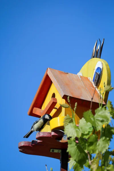 Great Tit Visits Self Made Bird House Nesting Box — Stock fotografie