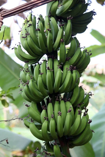 Ένα Μάτσο Πράσινες Μπανάνες Που Φυτρώνουν Στον Κήπο — Φωτογραφία Αρχείου