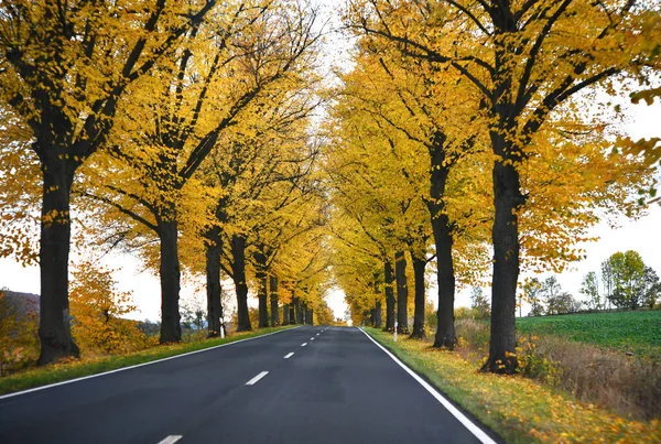 Autumn Road Forest — Stock Photo, Image