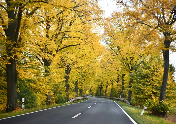 Podzimní Cesta Lese — Stock fotografie