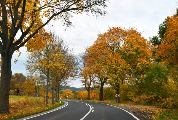 Autumn Road Forest — Stock Photo, Image