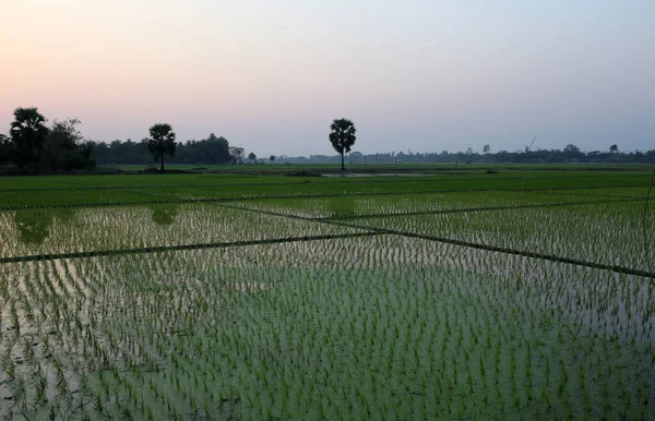 Campo Arroz Verde Bengala Occidental India —  Fotos de Stock