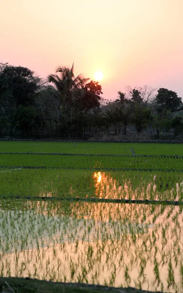 Campo Arroz Verde Bengala Occidental India — Foto de Stock