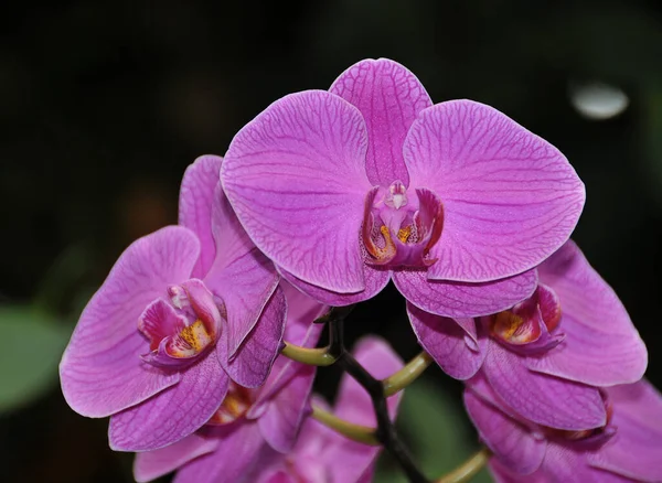 Krásné Orchideje Květiny Zahradě — Stock fotografie