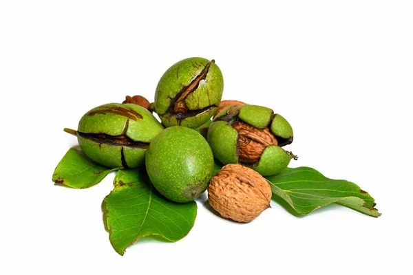 Green Walnut Leaves Isolated White Background — Stock Photo, Image