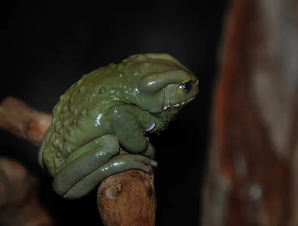 Closeup Shot Green Frog Black Background — Stock Photo, Image