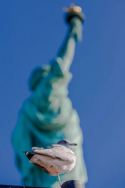 Lady Freedom Liberty Island New York — Stockfoto