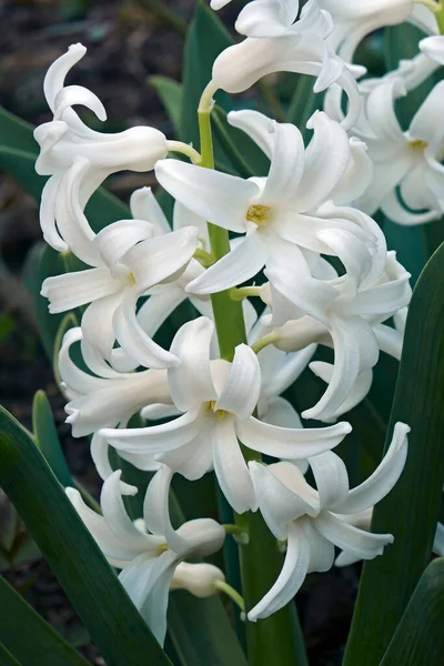 庭の白いユリの花 — ストック写真