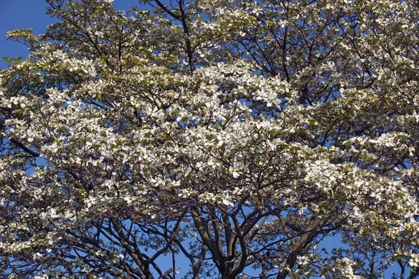 Flores Primavera Jardín —  Fotos de Stock