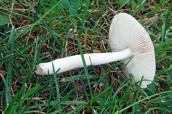 Weißer Pilz Auf Dem Gras — Stockfoto