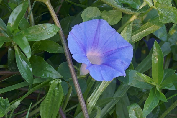 Vacker Botanisk Skott Naturliga Tapeter — Stockfoto