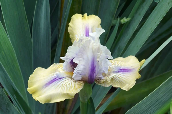 Beautiful Iris Flowers Garden Stock Photo