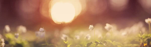 Gyönyörű Tavaszi Virágok Erdőben — Stock Fotó