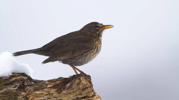 Pássaro Negro Comum Fêmea Turdus Merula Sentado Madeira Inverno Pequeno — Fotografia de Stock