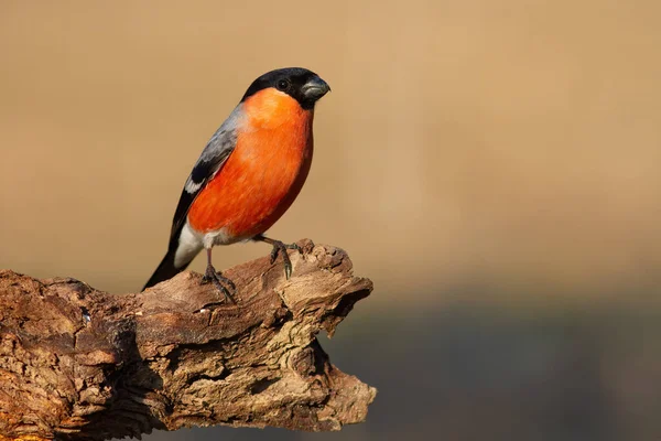 Eurasian Bullfinch Pyrrhula Pyrrhula Sitting Bough Autumn Nature Colorful Male — Stock Photo, Image