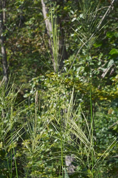 Wild Rice Zizania Aquatica Called Annual Wildrice Souther Wild Rice — Stock Photo, Image