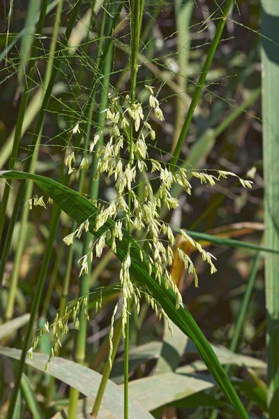 Wild Rice Zizania Aquatica Called Annual Wildrice Souther Wild Rice — Stock Photo, Image