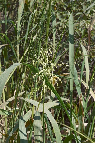 Wild Rice Zizania Aquatica Called Annual Wildrice Souther Wild Rice — Stock Photo, Image