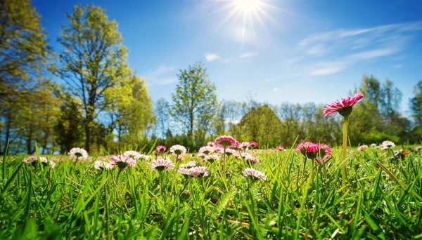 Meadow Lots White Pink Spring Daisy Flowers Sunny Day Nature — Stock Photo, Image