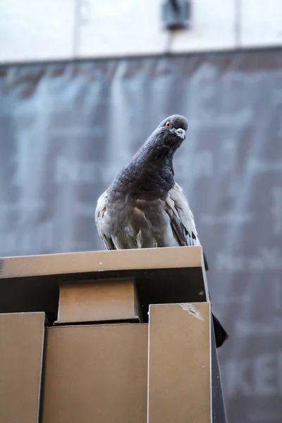 Portrait Pigeon Columbidae Vous Pouvez Trouver Des Pigeons Partout Dans — Photo