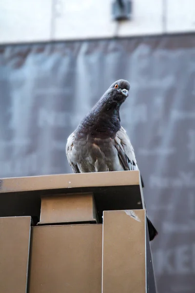 Retrato Pombo Columbidae Você Pode Encontrar Pombos Todo Mundo — Fotografia de Stock