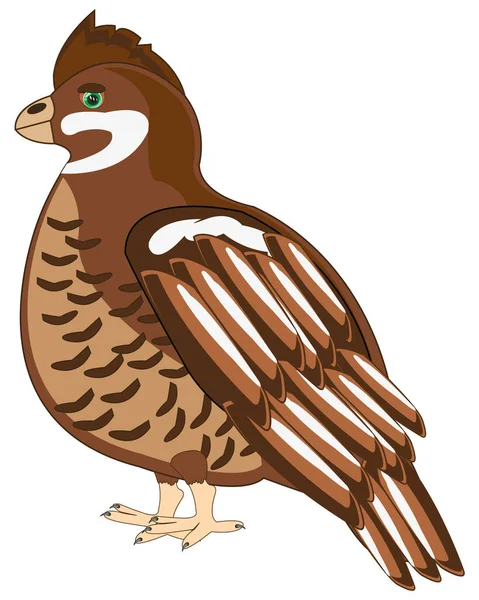 Vector illustration of the cartoon of the bird hazel grouse