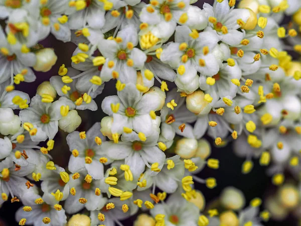 Close Van Kleine Witte Bloemen Gele Helmknoppen Een Viburnum Struik — Stockfoto