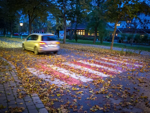 Зебра Пересекает Осенними Листьями Автомобильной Опасностью — стоковое фото
