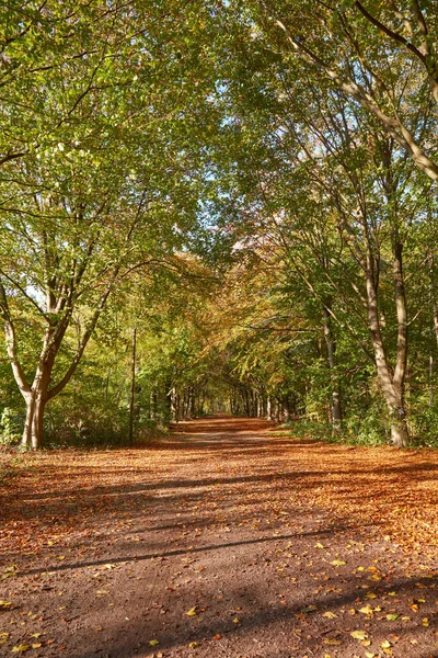 Amplo Caminho Florestal Outono Coberto Com Folhas — Fotografia de Stock
