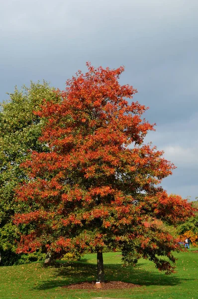 Bela Paisagem Outono Com Árvores Folhas — Fotografia de Stock