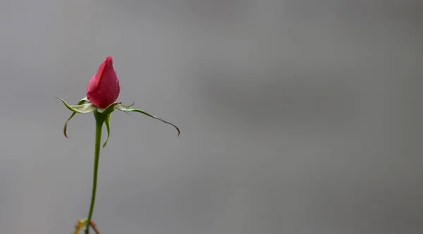 Невідкритий Рожевий Бутон Троянд Ізольований Розмитому Фоні — стокове фото