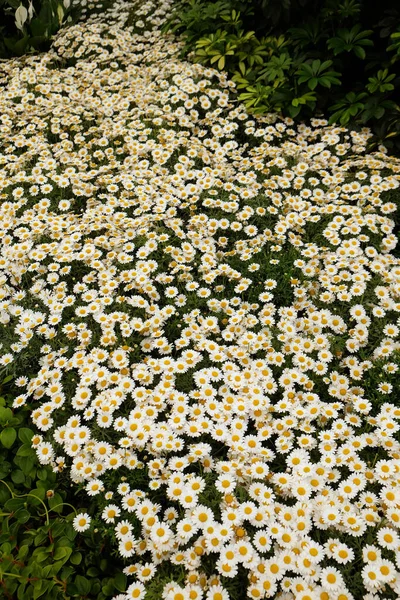 Weiße Blumen Garten — Stockfoto