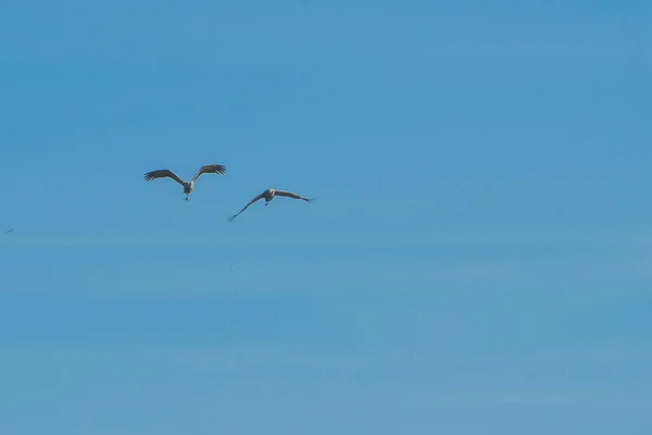 Una Bandada Aves Volando Cielo —  Fotos de Stock