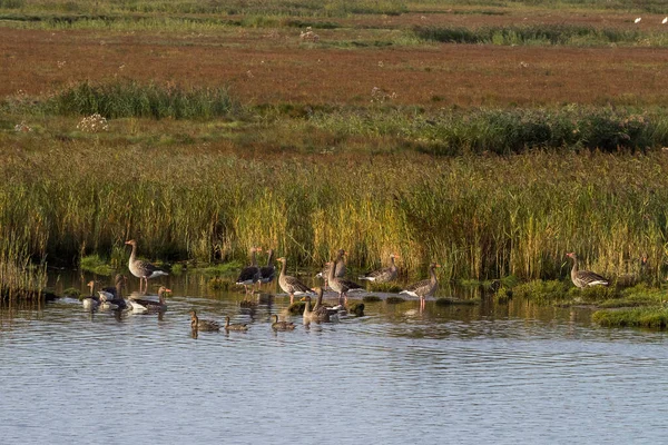 Eine Herde Enten See — Stockfoto