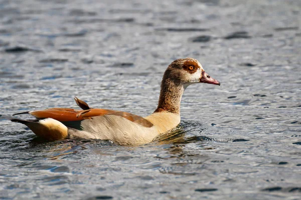 Porträt Einer Ägyptischen Gans Einem Teich — Stockfoto