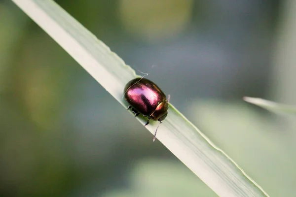 Study Beetle Plant — Stock Photo, Image