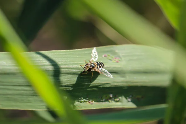 Een Vliegenachtig Insect Zit Een Blad — Stockfoto