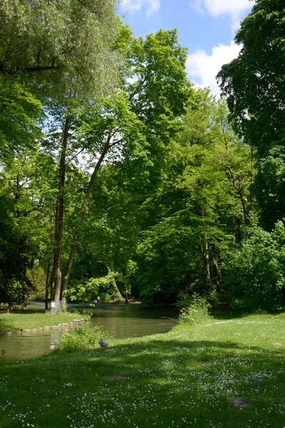 Gansos Greylag Jardín Inglés Munich —  Fotos de Stock