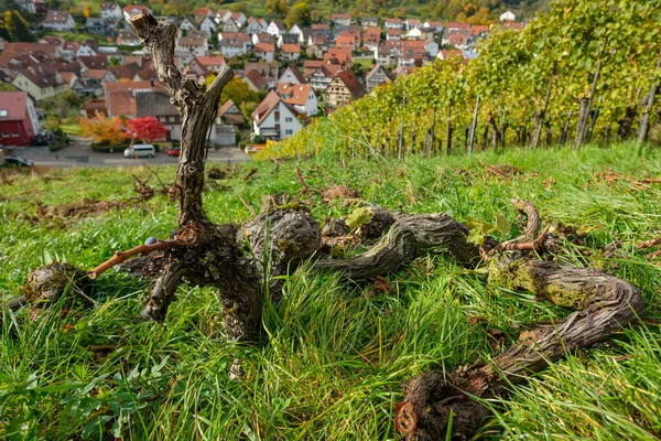 Clearing Vineyard Wooden Gnarled Vines Green Meadow — Stock Photo, Image