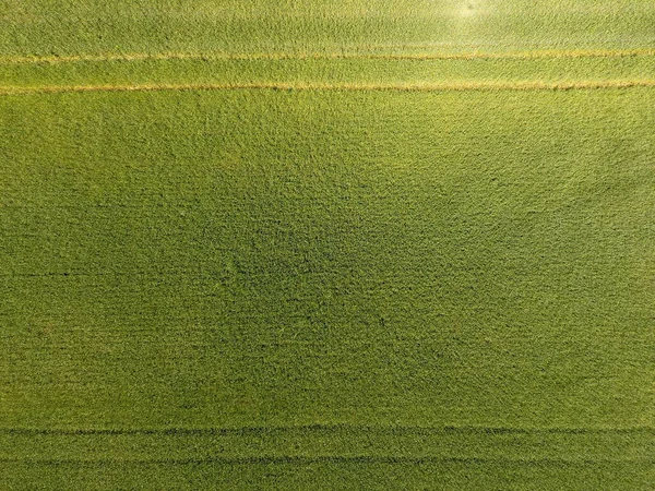 地里的绿色小麦 用无人机的顶视图 小麦绿色背景的纹理 — 图库照片