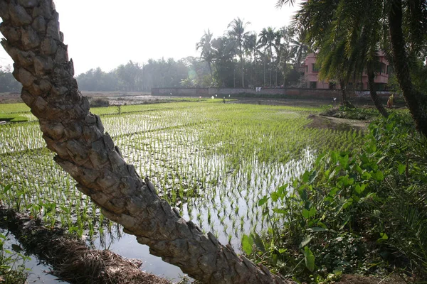 Pola Ryżu Bali Indonezja — Zdjęcie stockowe