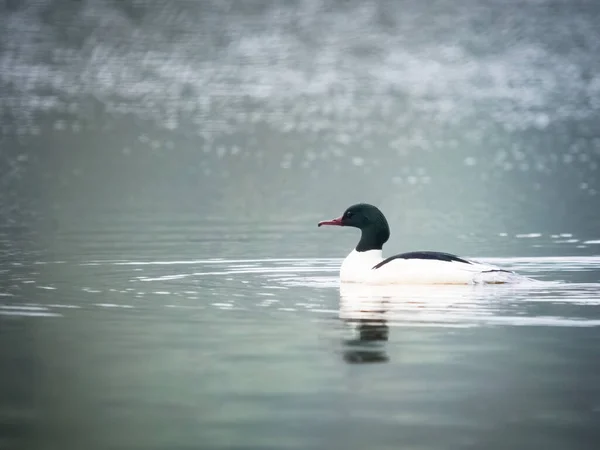 Bonito Cisne Branco Nadando Lago — Fotografia de Stock