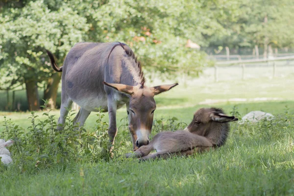 Une Jeune Chèvre Dans Herbe Verte — Photo