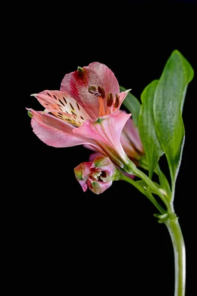 Schöne Rosa Lilie Blume Isoliert Auf Schwarzem Hintergrund — Stockfoto